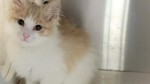 CORDIE, Baby Domestic Medium Hair (medium coat), cat for adoption in Hawthorne, California