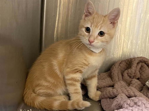 MILES, Baby Domestic Short Hair (medium coat), cat for adoption in La Puente, California