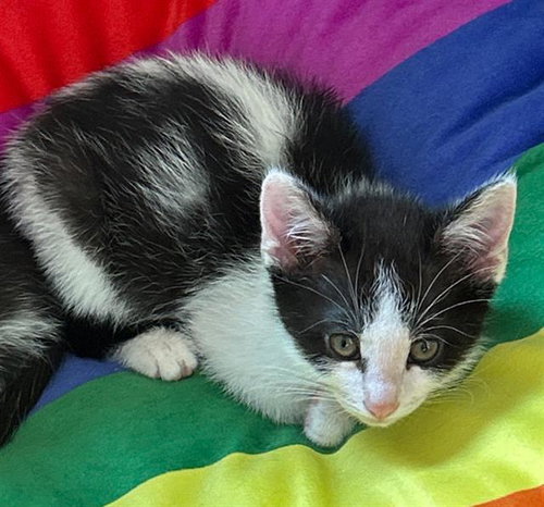 LUKE, Baby Domestic Short Hair (medium coat), cat for adoption in La Puente, California