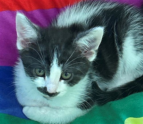 LEIA, Baby Domestic Short Hair (medium coat), cat for adoption in Montclair, California