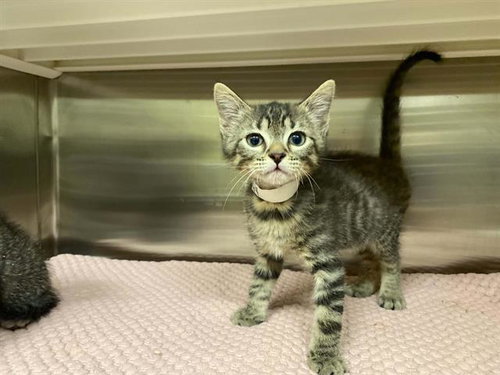 D'JANGO, Baby Domestic Short Hair (medium coat), cat for adoption in La Puente, California
