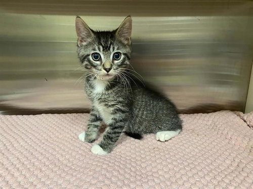 DUNE, Baby Domestic Short Hair (medium coat), cat for adoption in La Puente, California