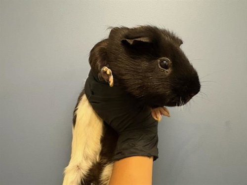 MR. NIBBLES