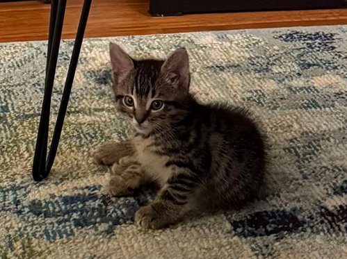MORT, Baby Domestic Short Hair (medium coat), cat for adoption in Hawthorne, California
