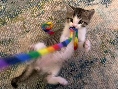 KING JULIEN, Baby Domestic Short Hair (medium coat), cat for adoption in Hawthorne, California