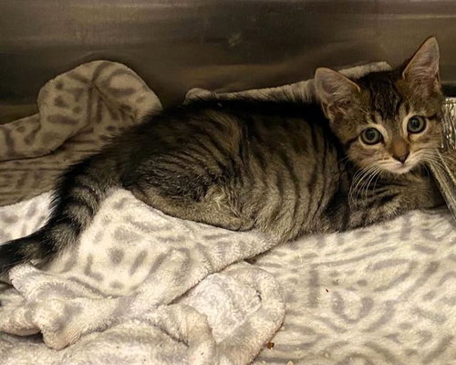 MAURA, Baby Domestic Short Hair (medium coat), cat for adoption in Chino Hills, California