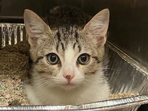 EVE, Baby Domestic Short Hair (medium coat), cat for adoption in Chino Hills, California