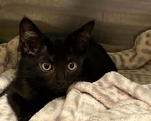 MR. BUCKET, Baby Domestic Short Hair (medium coat), cat for adoption in Chino Hills, California