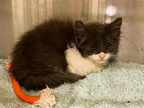 ROMEO, Baby Domestic Short Hair (medium coat), cat for adoption in Chino Hills, California