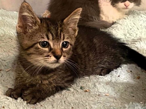 ANNIE, Baby Domestic Short Hair (medium coat), cat for adoption in Chino Hills, California