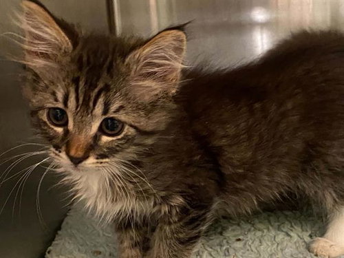 BELLA, Baby Domestic Short Hair (medium coat), cat for adoption in Chino Hills, California