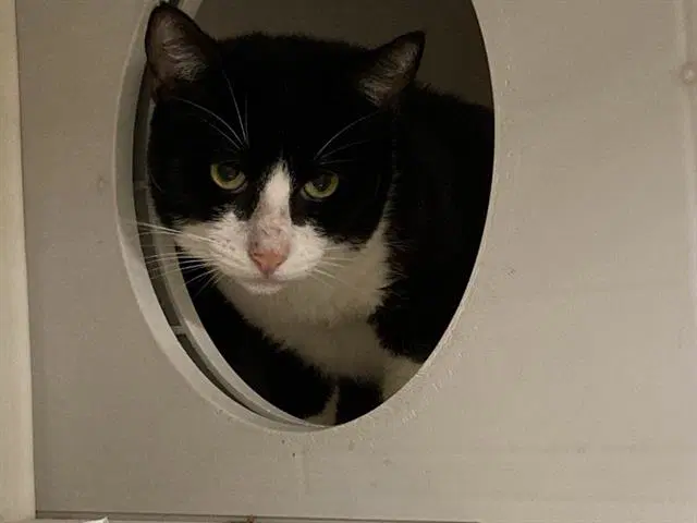 Christian - Domestic Short Hair