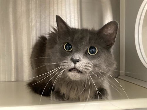 MISTY SMOKE, Adult Domestic Medium Hair (medium coat), cat for adoption in Hawthorne, California
