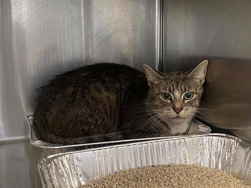 KATHLEEN, Adult Domestic Medium Hair (medium coat), cat for adoption in Chino Hills, California