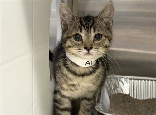 TIGER, Baby Domestic Short Hair (medium coat), cat for adoption in La Puente, California