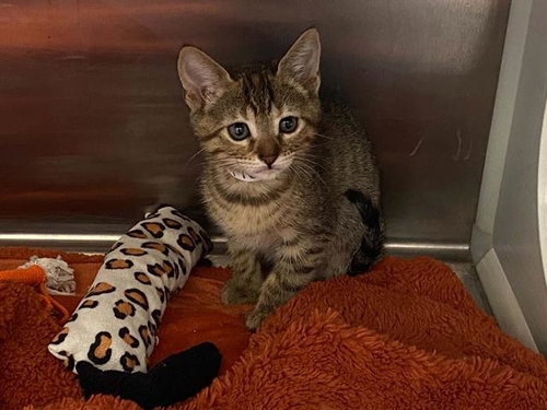 FATIMA, Baby Domestic Short Hair (medium coat), cat for adoption in La Puente, California
