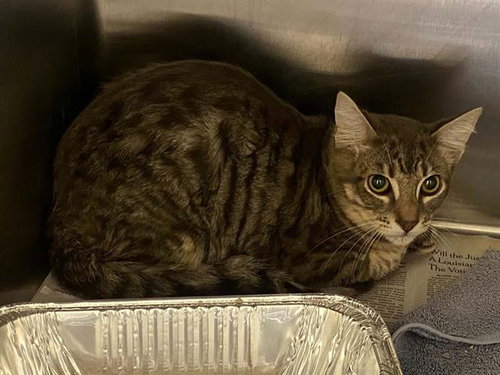 SNAKE, Young Domestic Long Hair (medium coat), cat for adoption in La Puente, California
