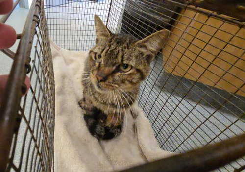 HAMA, Senior Domestic Short Hair (medium coat), cat for adoption in La Puente, California