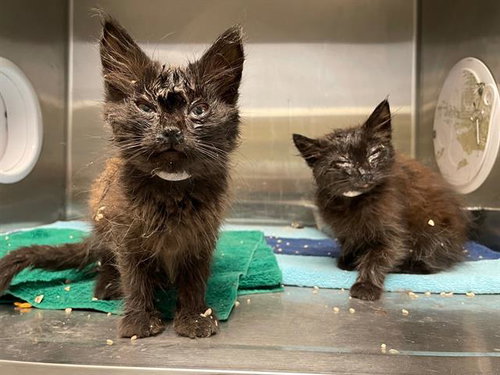 CARSON, Baby Domestic Medium Hair (medium coat), cat for adoption in La Puente, California
