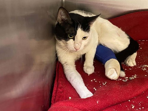 A1966304, Adult Domestic Short Hair (medium coat), cat for adoption in La Puente, California
