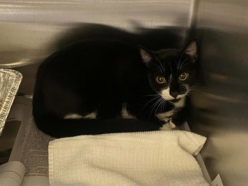 SERENA, Young Domestic Long Hair (medium coat), cat for adoption in Montclair, California