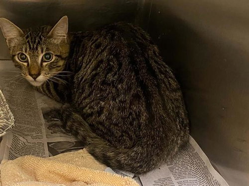 MAURA, Young Domestic Long Hair (medium coat), cat for adoption in Montclair, California