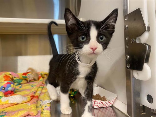YANGI, Baby Domestic Short Hair (medium coat), cat for adoption in La Puente, California
