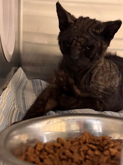 ADRIAN, Adult Domestic Short Hair (medium coat), cat for adoption in La Puente, California