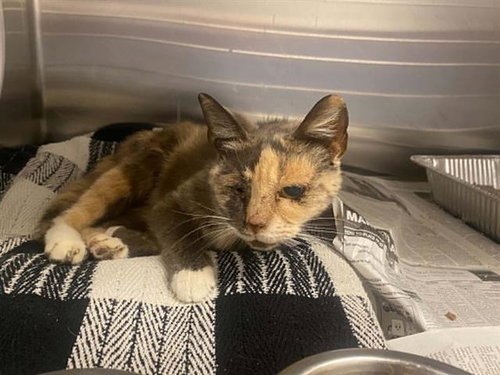 MEG, Senior Domestic Short Hair (medium coat), cat for adoption in La Puente, California