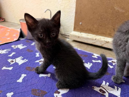 BOOP, Baby Domestic Short Hair (medium coat), cat for adoption in Carson, California