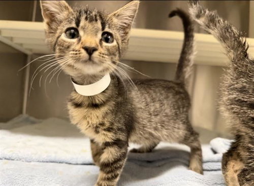 BENEDICT, Baby Domestic Short Hair (medium coat), cat for adoption in Carson, California