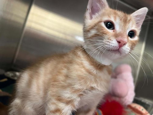 APPLE PIE, Baby Domestic Short Hair (medium coat), cat for adoption in Carson, California