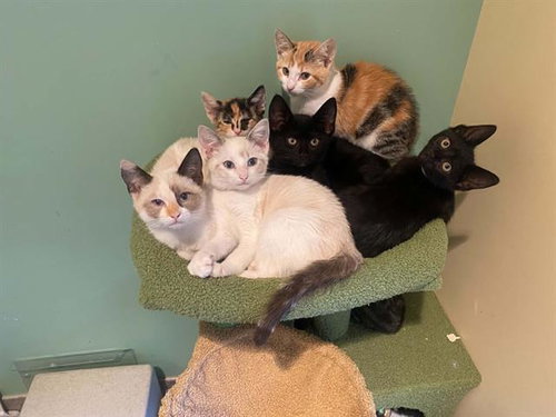 KITTY WELLS, Baby Siamese (medium coat), cat for adoption in Carson, California