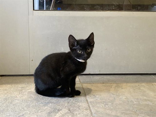 CHEETAH GIRL, Baby Domestic Short Hair (medium coat), cat for adoption in Carson, California