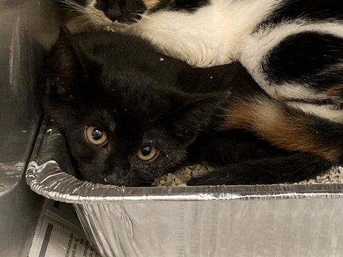 CASH, Baby Domestic Short Hair (medium coat), cat for adoption in Carson, California