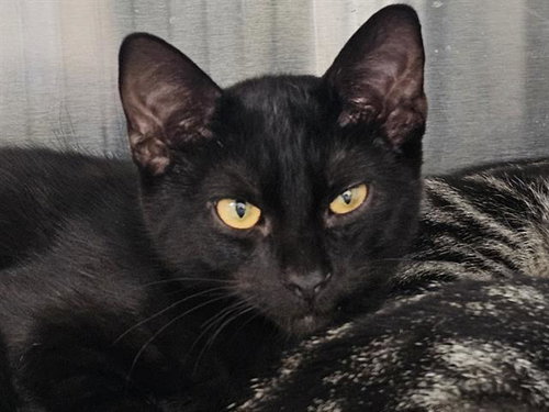 CASH, a cat for adoption from Orange County Animal Care Center