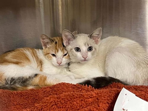 JONI, Baby Domestic Short Hair (medium coat), cat for adoption in Carson, California