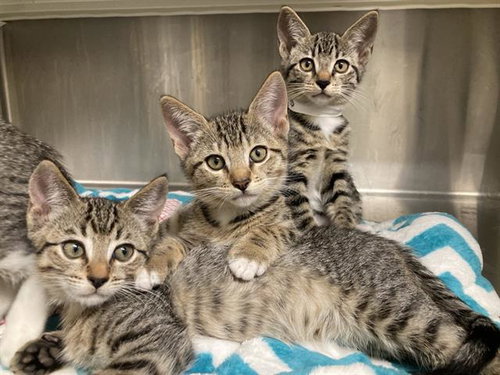 JUPITER, Baby Domestic Short Hair (medium coat), cat for adoption in Carson, California