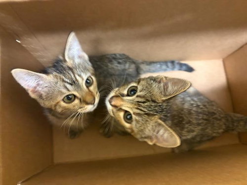 BRIGID, Baby Domestic Short Hair (medium coat), cat for adoption in Carson, California