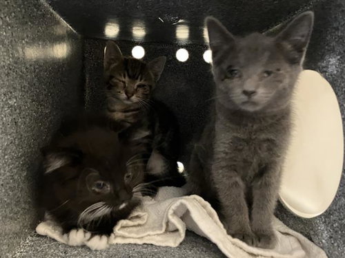 BARBIE, Baby Domestic Short Hair (medium coat), cat for adoption in Carson, California