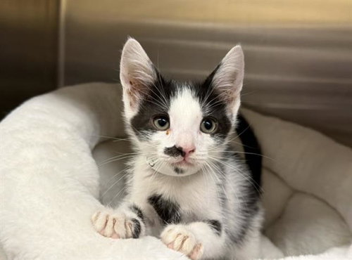 TEDDY, Baby Domestic Short Hair (medium coat), cat for adoption in Carson, California