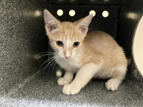 MR. SQUIDWARD, Baby Domestic Short Hair (medium coat), cat for adoption in Carson, California