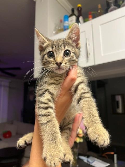 ZIGGY, Baby Domestic Short Hair (medium coat), cat for adoption in Carson, California