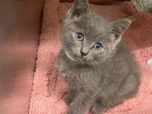 FRENCHIE, Baby Domestic Long Hair (medium coat), cat for adoption in Carson, California