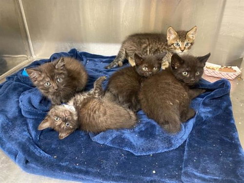 SQUEAKY, Baby Domestic Short Hair (medium coat), cat for adoption in Carson, California