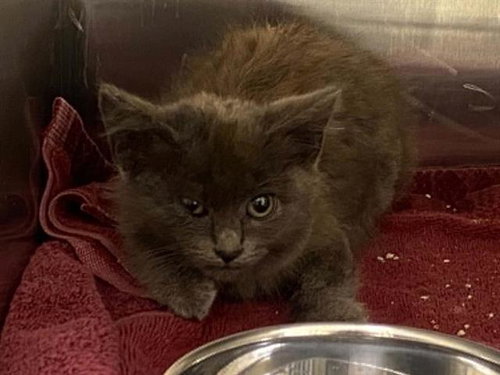 JEAN BOB, Baby Domestic Short Hair (medium coat), cat for adoption in Carson, California