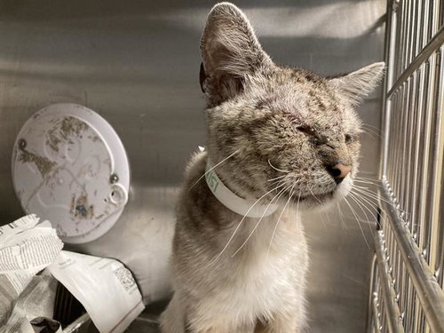 EOWYN, Adult Siamese (medium coat), cat for adoption in Carson, California