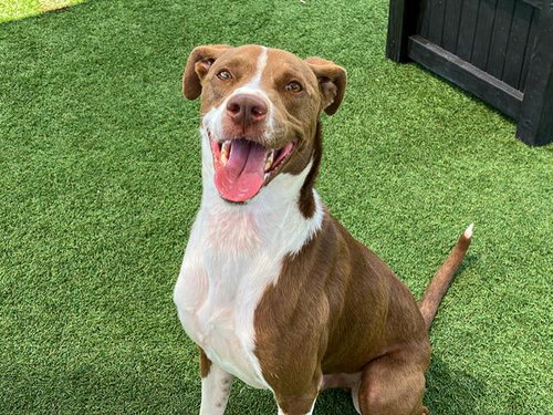 RON, an adoptable Pointer in Orange, CA