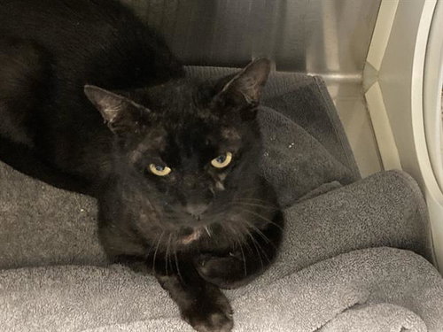 LAZ, Adult Domestic Short Hair (medium coat), cat for adoption in Redondo Beach, California