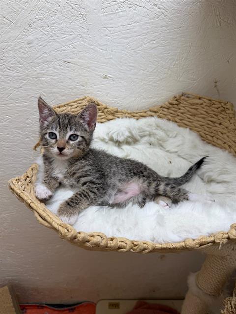 DESIRAE, Baby Domestic Short Hair (medium coat), cat for adoption in Redondo Beach, California